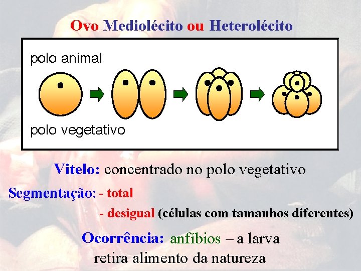 Ovo Mediolécito ou Heterolécito polo animal polo vegetativo Vitelo: concentrado no polo vegetativo Segmentação:
