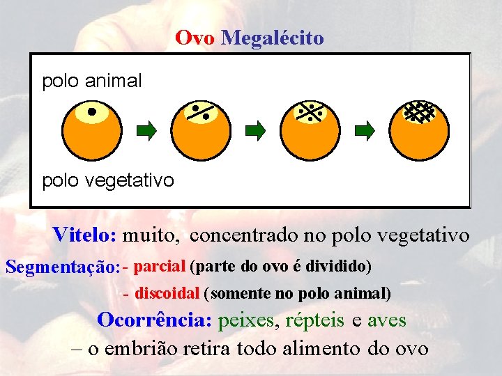 Ovo Megalécito polo animal polo vegetativo Vitelo: muito, concentrado no polo vegetativo Segmentação: -