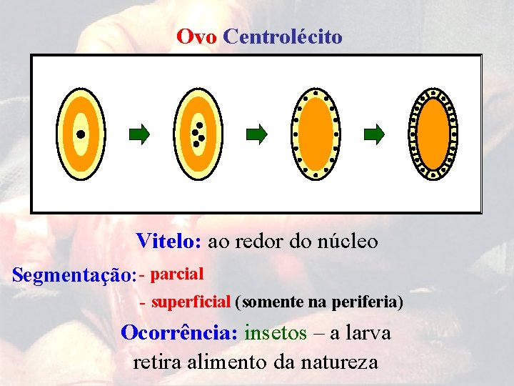 Ovo Centrolécito Vitelo: ao redor do núcleo Segmentação: - parcial - superficial (somente na