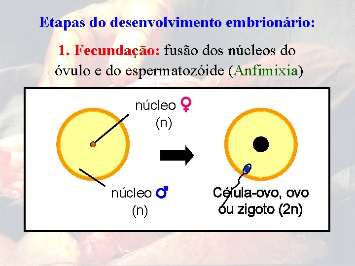Etapas do desenvolvimento embrionário: 1. Fecundação: fusão dos núcleos do óvulo e do espermatozóide