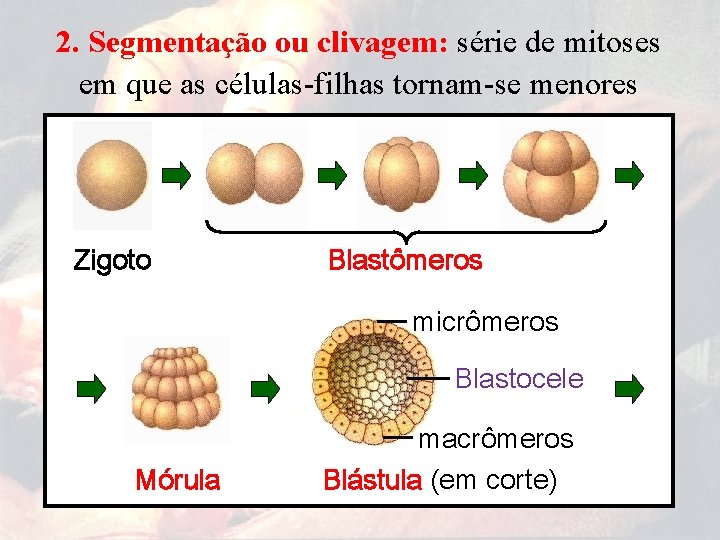 2. Segmentação ou clivagem: série de mitoses em que as células-filhas tornam-se menores Zigoto