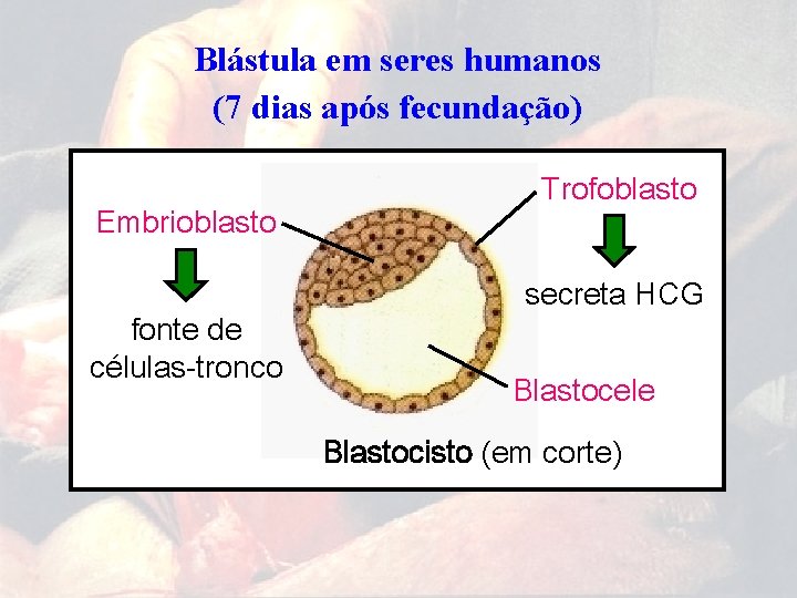 Blástula em seres humanos (7 dias após fecundação) Embrioblasto fonte de células-tronco Trofoblasto secreta