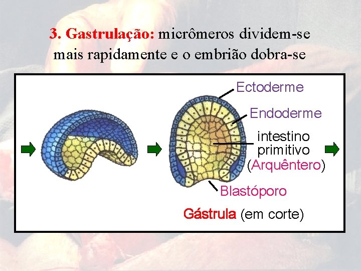 3. Gastrulação: micrômeros dividem-se mais rapidamente e o embrião dobra-se Ectoderme Endoderme intestino primitivo