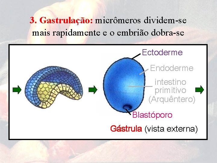 3. Gastrulação: micrômeros dividem-se mais rapidamente e o embrião dobra-se Ectoderme Endoderme intestino primitivo