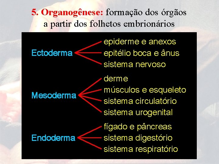 5. Organogênese: formação dos órgãos a partir dos folhetos embrionários Ectoderma epiderme e anexos