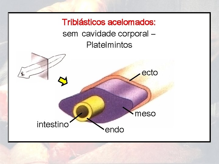 Triblásticos acelomados: sem cavidade corporal – Platelmintos ecto intestino meso endo 
