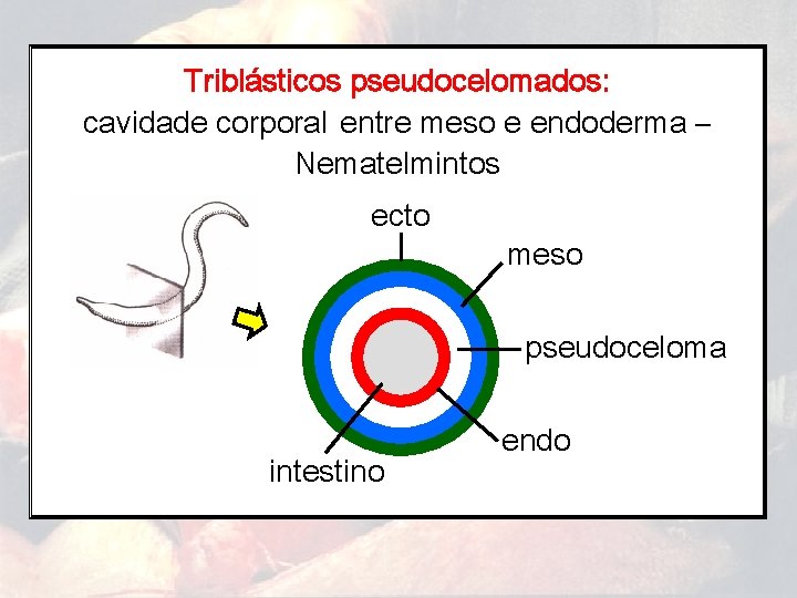 Triblásticos pseudocelomados: cavidade corporal entre meso e endoderma – Nematelmintos ecto meso pseudoceloma intestino