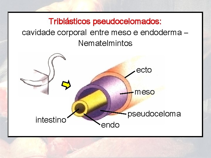 Triblásticos pseudocelomados: cavidade corporal entre meso e endoderma – Nematelmintos ecto meso intestino pseudoceloma