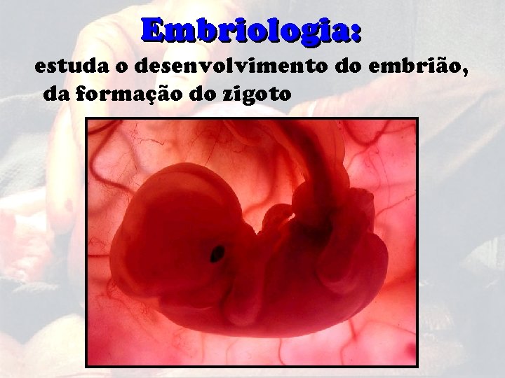 Embriologia: estuda o desenvolvimento do embrião, da formação do zigoto 