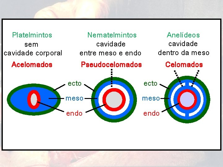 Platelmintos sem cavidade corporal Nematelmintos cavidade entre meso e endo Anelídeos cavidade dentro da
