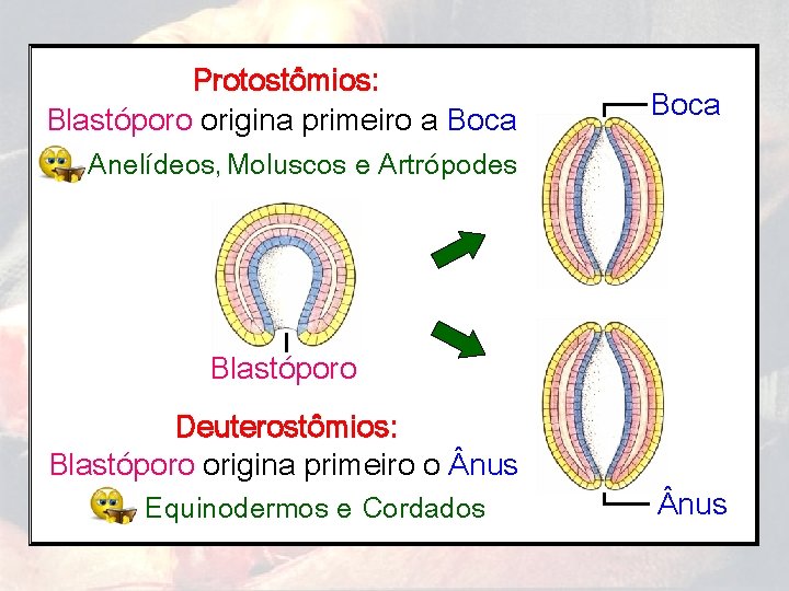 Protostômios: Blastóporo origina primeiro a Boca Anelídeos, Moluscos e Artrópodes Blastóporo Deuterostômios: Blastóporo origina