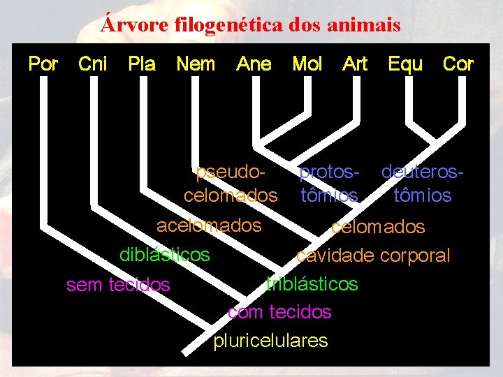 Árvore filogenética dos animais Por Cni Pla Nem Ane pseudocelomados acelomados Mol Art protostômios