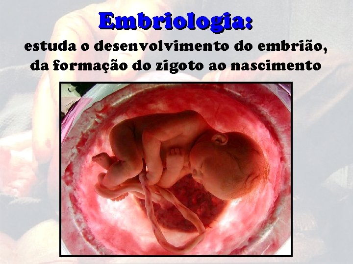 Embriologia: estuda o desenvolvimento do embrião, da formação do zigoto ao nascimento 