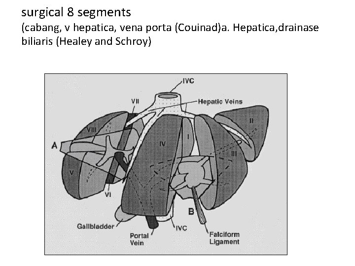 surgical 8 segments (cabang, v hepatica, vena porta (Couinad)a. Hepatica, drainase biliaris (Healey and