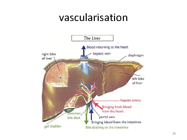 vascularisation 25 