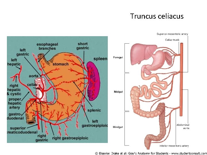 Truncus celiacus 