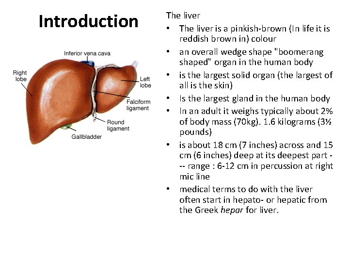 Introduction The liver • The liver is a pinkish-brown (In life it is reddish