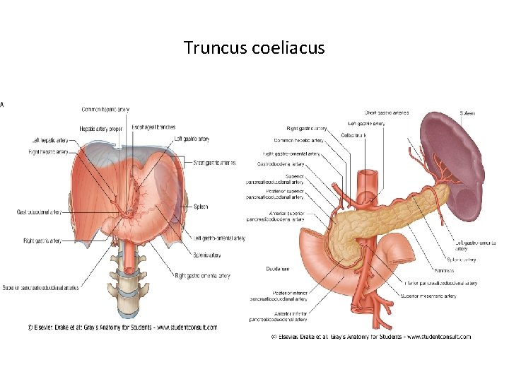 Truncus coeliacus 