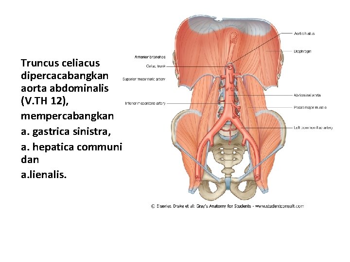 Truncus celiacus dipercacabangkan aorta abdominalis (V. TH 12), mempercabangkan a. gastrica sinistra, a. hepatica