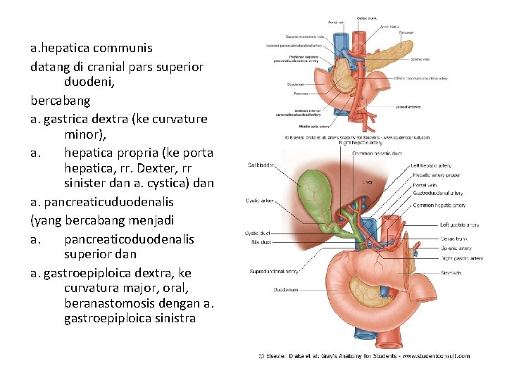 a. hepatica communis datang di cranial pars superior duodeni, bercabang a. gastrica dextra (ke