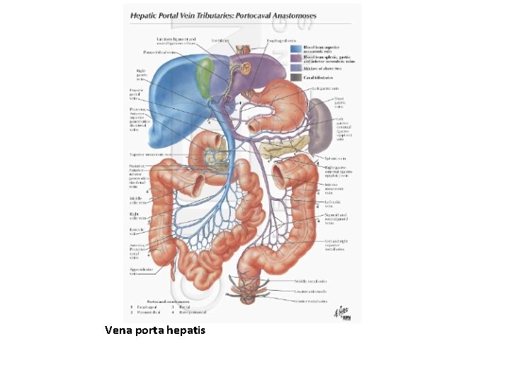 Vena porta hepatis 