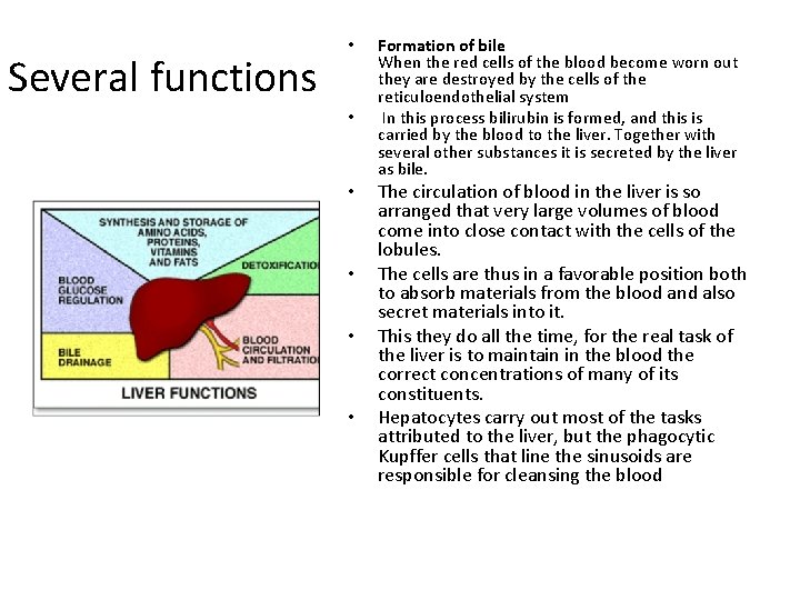 Several functions • • • Formation of bile When the red cells of the