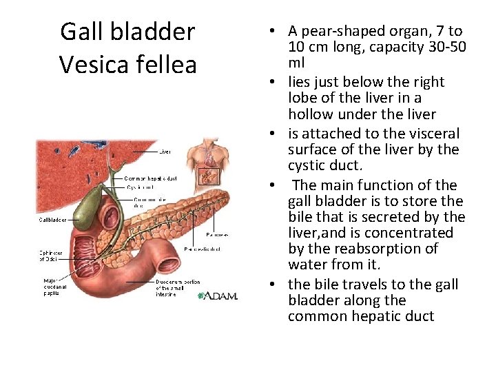 Gall bladder Vesica fellea • A pear-shaped organ, 7 to 10 cm long, capacity