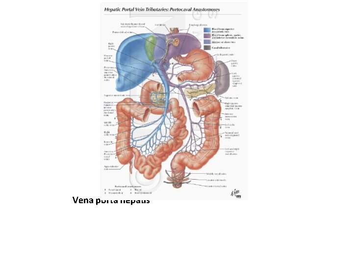 Vena porta hepatis 
