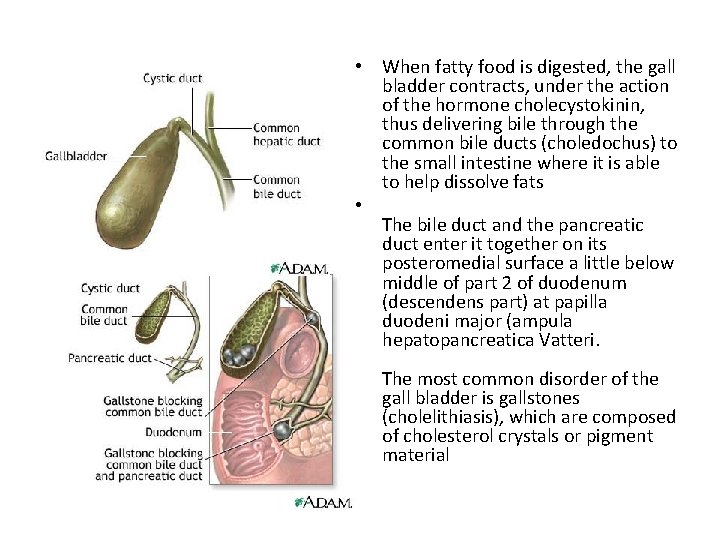  • When fatty food is digested, the gall bladder contracts, under the action