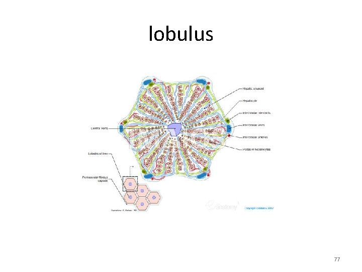 lobulus 77 