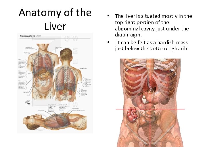 Anatomy of the Liver • The liver is situated mostly in the top right