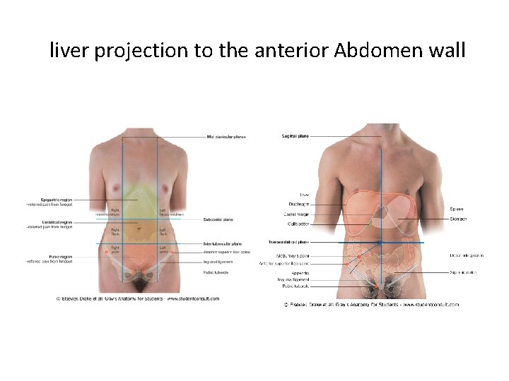 liver projection to the anterior Abdomen wall 