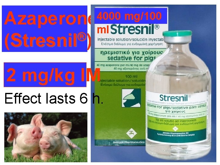 mg/100 Azaperone 4000 ml ® (Stresnil ) 2 mg/kg IM Effect lasts 6 h.
