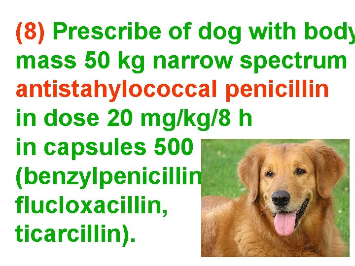 (8) Prescribe of dog with body mass 50 kg narrow spectrum antistahylococcal penicillin in