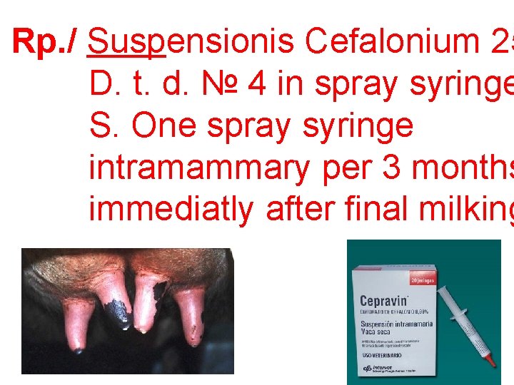 Rp. / Suspensionis Cefalonium 25 D. t. d. № 4 in spray syringe S.