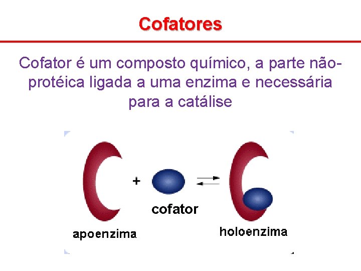 Cofatores Cofator é um composto químico, a parte nãoprotéica ligada a uma enzima e