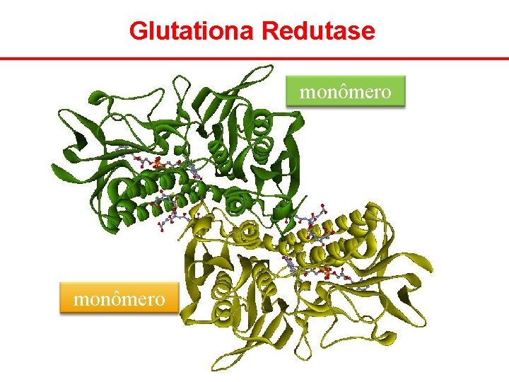 Glutationa Redutase monômero 