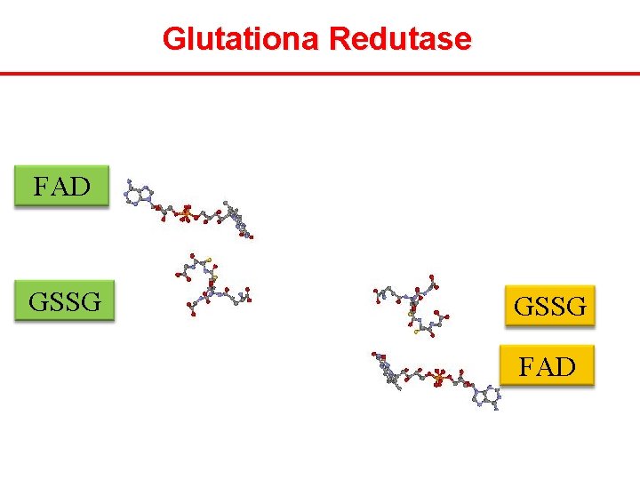 Glutationa Redutase FAD GSSG FAD 