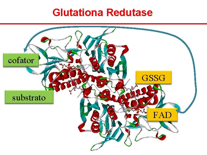 Glutationa Redutase cofator GSSG substrato FAD 