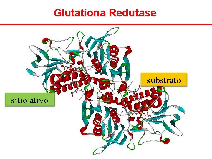 Glutationa Redutase substrato sítio ativo 