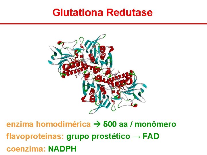 Glutationa Redutase enzima homodimérica 500 aa / monômero flavoproteínas: grupo prostético → FAD coenzima: