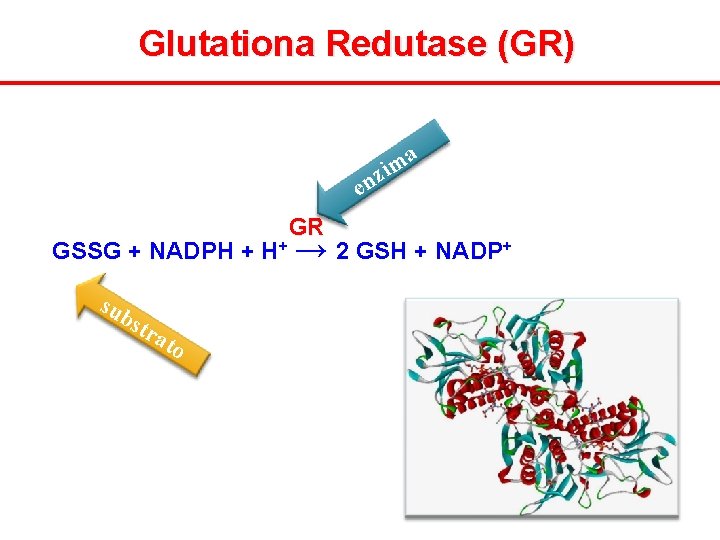 Glutationa Redutase (GR) a m zi en GR GSSG + NADPH + H+ →