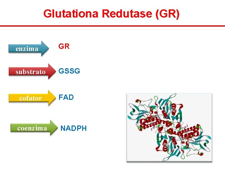Glutationa Redutase (GR) enzima GR substrato GSSG cofator FAD coenzima NADPH 