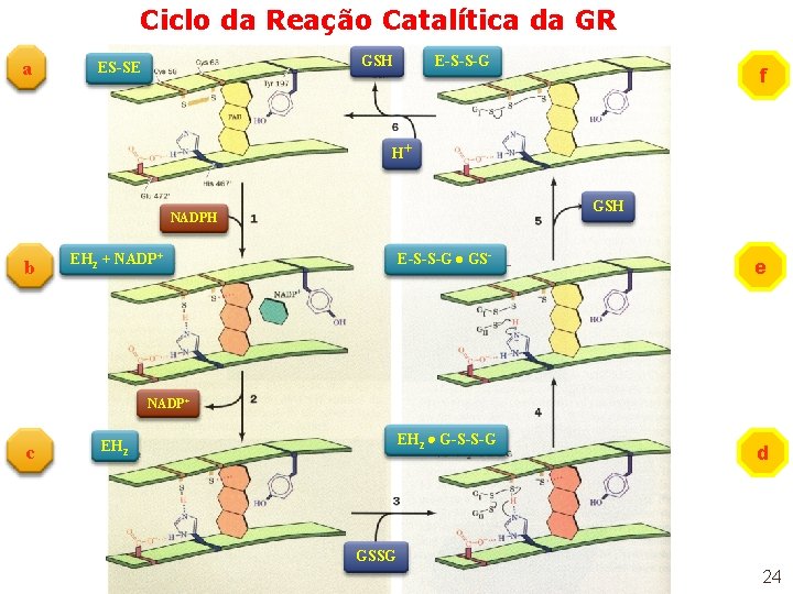 Ciclo da Reação Catalítica da GR a GSH ES-SE E-S-S-G f H+ GSH NADPH