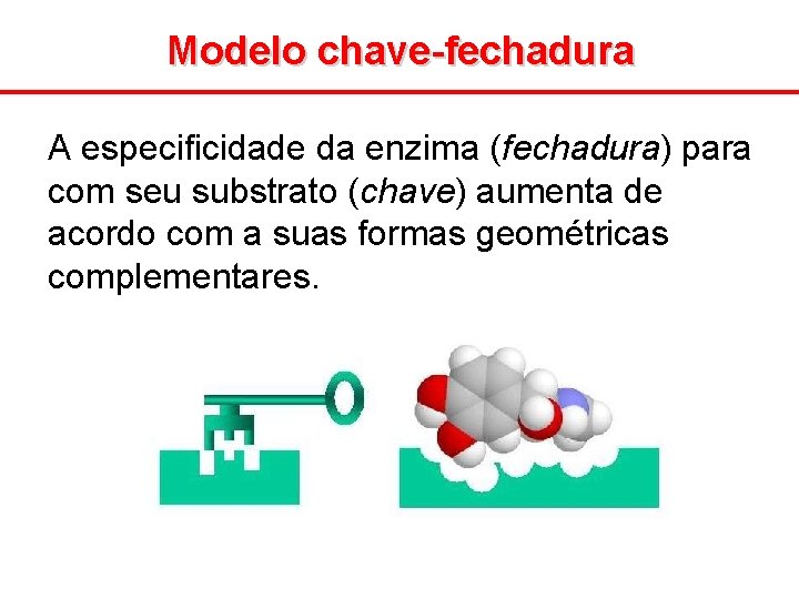 Modelo chave-fechadura A especificidade da enzima (fechadura) para com seu substrato (chave) aumenta de