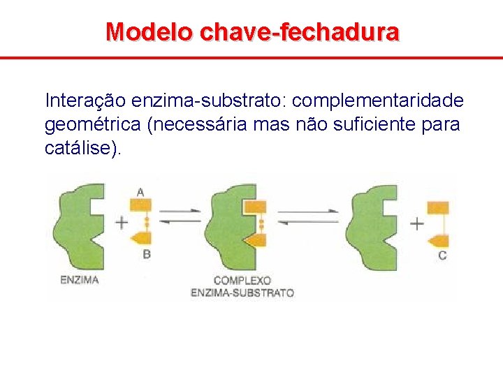 Modelo chave-fechadura Interação enzima-substrato: complementaridade geométrica (necessária mas não suficiente para catálise). 