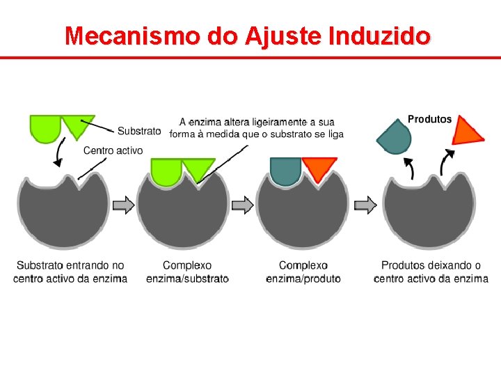 Mecanismo do Ajuste Induzido 