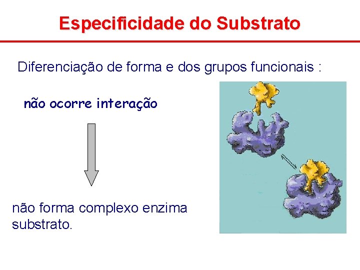 Especificidade do Substrato Diferenciação de forma e dos grupos funcionais : não ocorre interação
