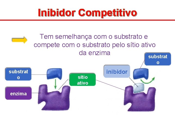 Inibidor Competitivo Tem semelhança com o substrato e compete com o substrato pelo sítio