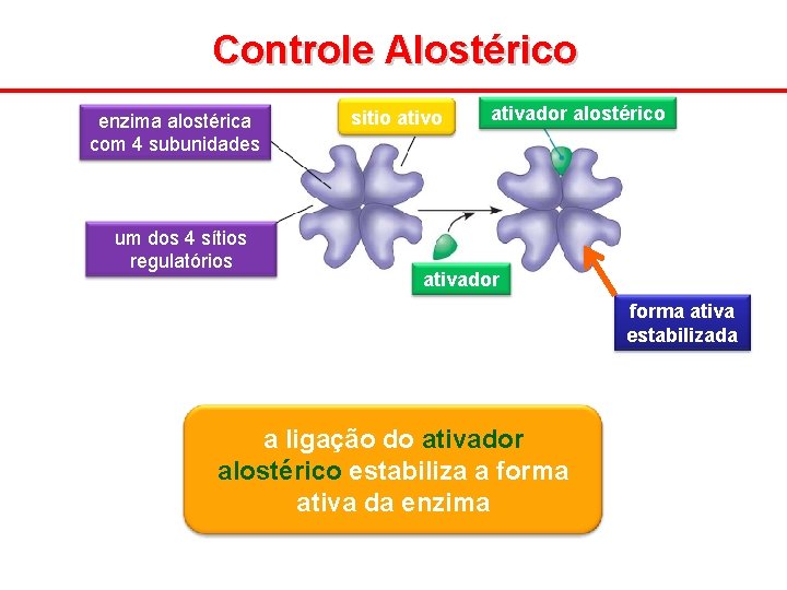 Controle Alostérico enzima alostérica com 4 subunidades um dos 4 sítios regulatórios sitio ativador
